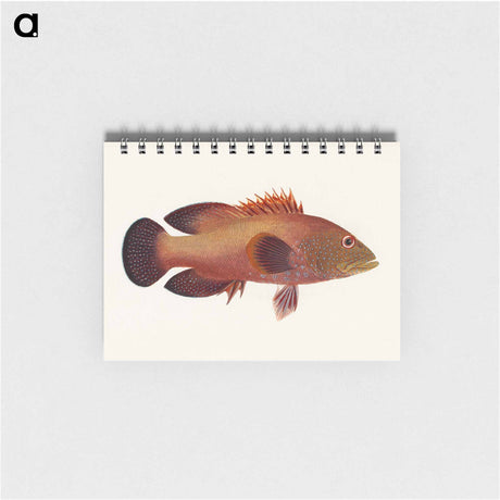 アートメモ帳-Fish
 - ルイージ バルガーニ Memo.