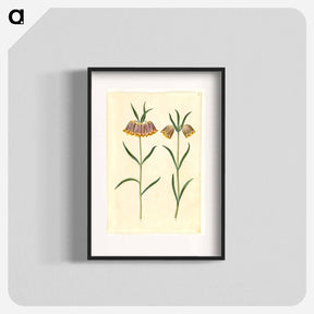 アートポスター-Fritillaria meleagris
 - マリア ジビーラ メーリアン Poster.