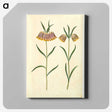 2-16_Maria-Sibylla-Merian_canvas