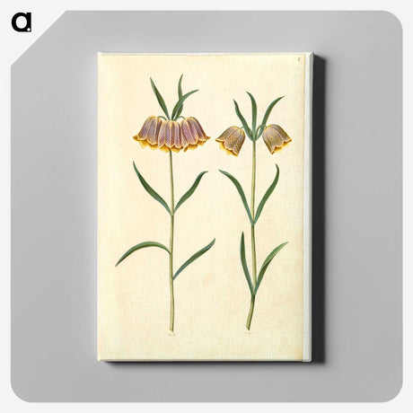 2-16_Maria-Sibylla-Merian_canvas