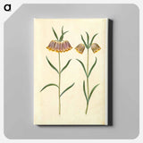アートパネル-Fritillaria meleagris
 - マリア ジビーラ メーリアン Canvas.