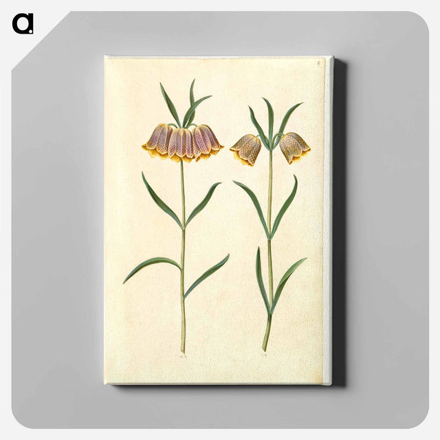 アートパネル-Fritillaria meleagris
 - マリア ジビーラ メーリアン Canvas.