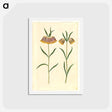 アートポストカード-Fritillaria meleagris
 - マリア ジビーラ メーリアン Postcard.