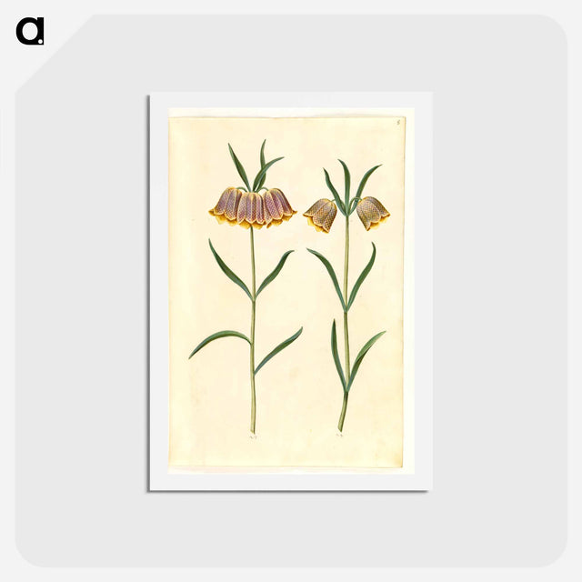 アートポストカード-Fritillaria meleagris
 - マリア ジビーラ メーリアン Postcard.