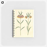 2-16_Maria-Sibylla-Merian_memo