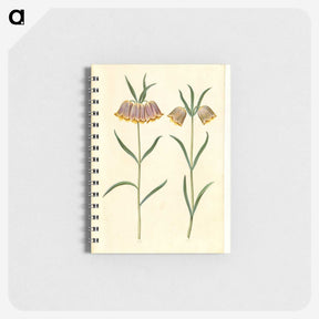 2-16_Maria-Sibylla-Merian_memo