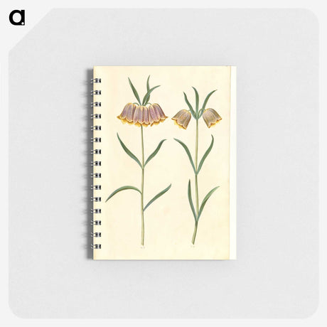 2-16_Maria-Sibylla-Merian_memo