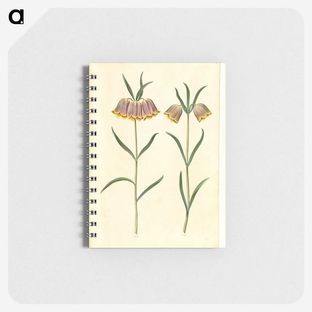 2-16_Maria-Sibylla-Merian_memo