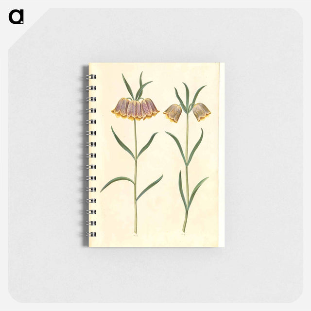 アートメモ帳-Fritillaria meleagris
 - マリア ジビーラ メーリアン Memo.