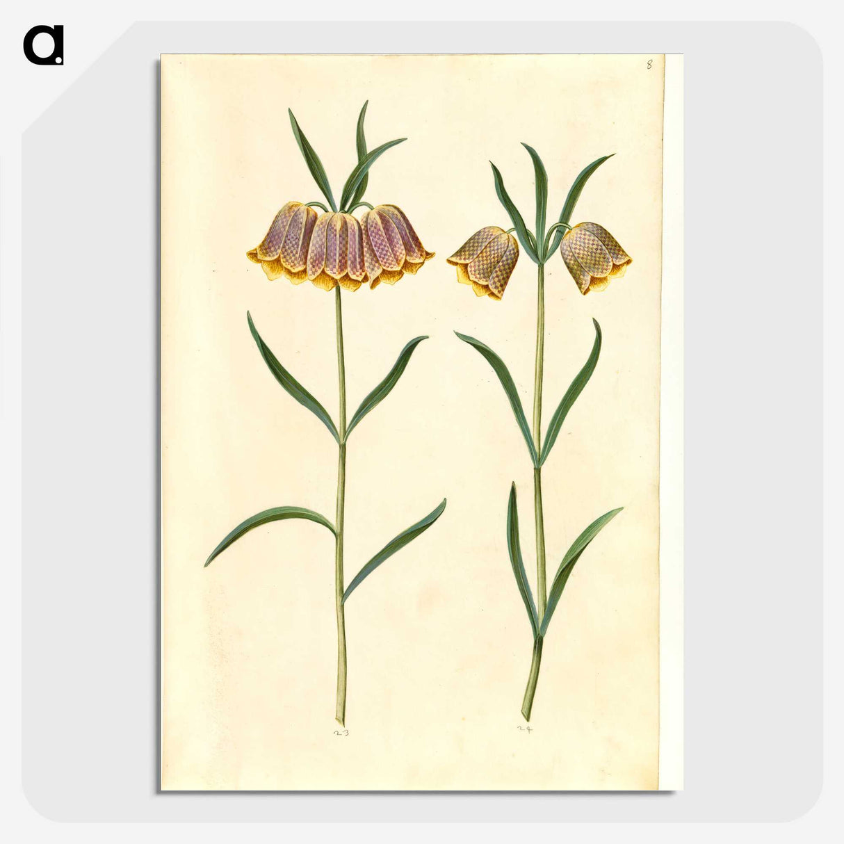 2-16_Maria-Sibylla-Merian_picture-crop