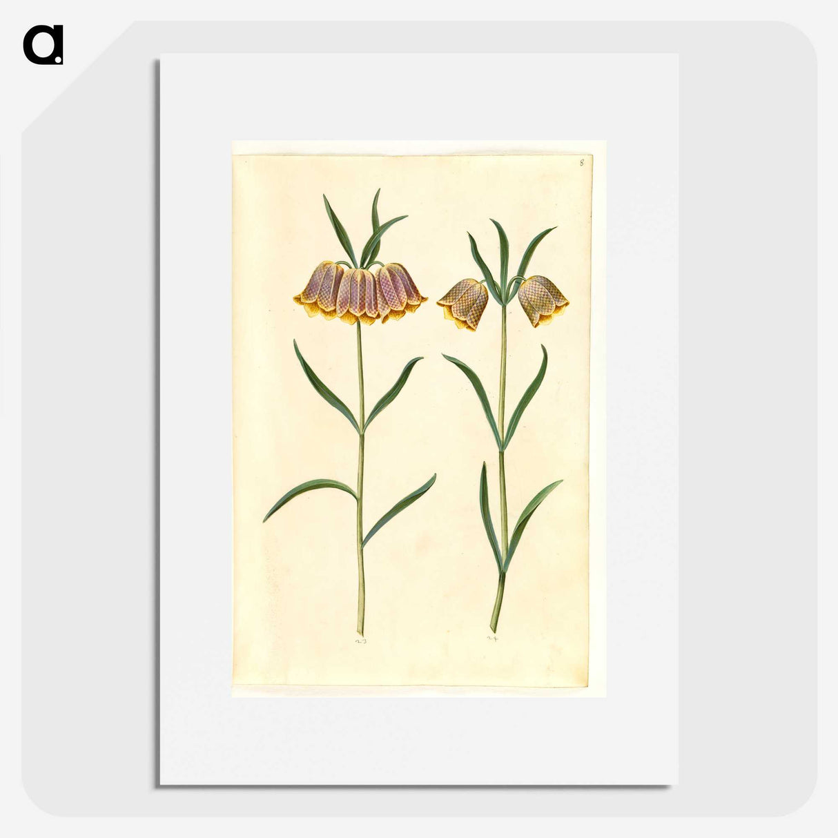 2-16_Maria-Sibylla-Merian_picture