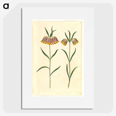 2-16_Maria-Sibylla-Merian_picture