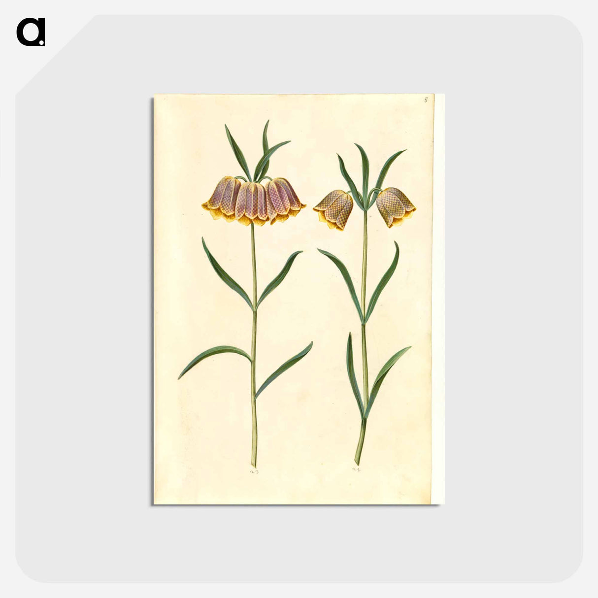 アートポストカード-Fritillaria meleagris
 - マリア ジビーラ メーリアン Postcard.