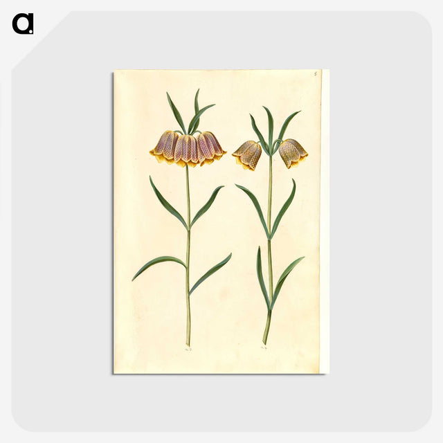2-16_Maria-Sibylla-Merian_postcard