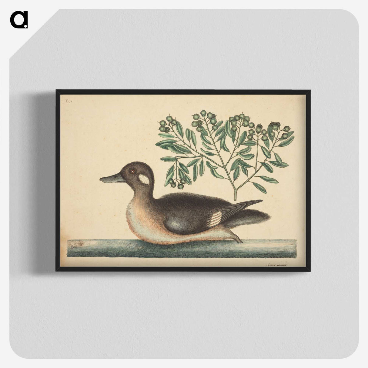2-16_Mark-Catesby_blk-crop