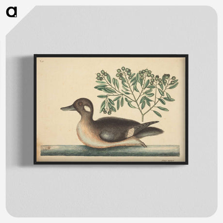 2-16_Mark-Catesby_blk-crop