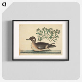 アートポスター-The Little Brown Duck
 - マーク ケイツビー Poster.