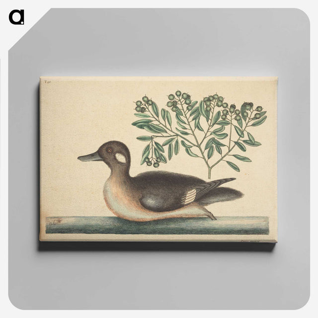 2-16_Mark-Catesby_canvas