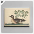 アートパネル-The Little Brown Duck
 - マーク ケイツビー Canvas.
