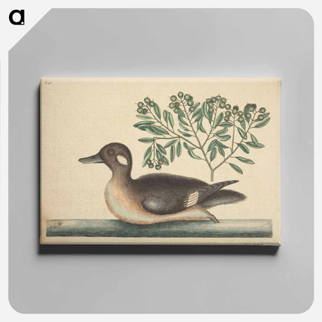 アートパネル-The Little Brown Duck
 - マーク ケイツビー Canvas.