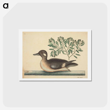 アートポストカード-The Little Brown Duck
 - マーク ケイツビー Postcard.