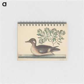 2-16_Mark-Catesby_memo