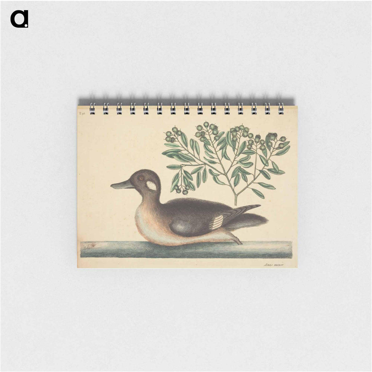 アートメモ帳-The Little Brown Duck
 - マーク ケイツビー Memo.