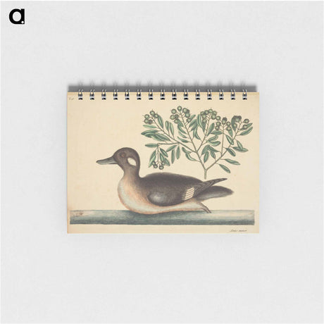 アートメモ帳-The Little Brown Duck
 - マーク ケイツビー Memo.