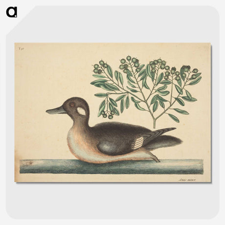 2-16_Mark-Catesby_picture-crop