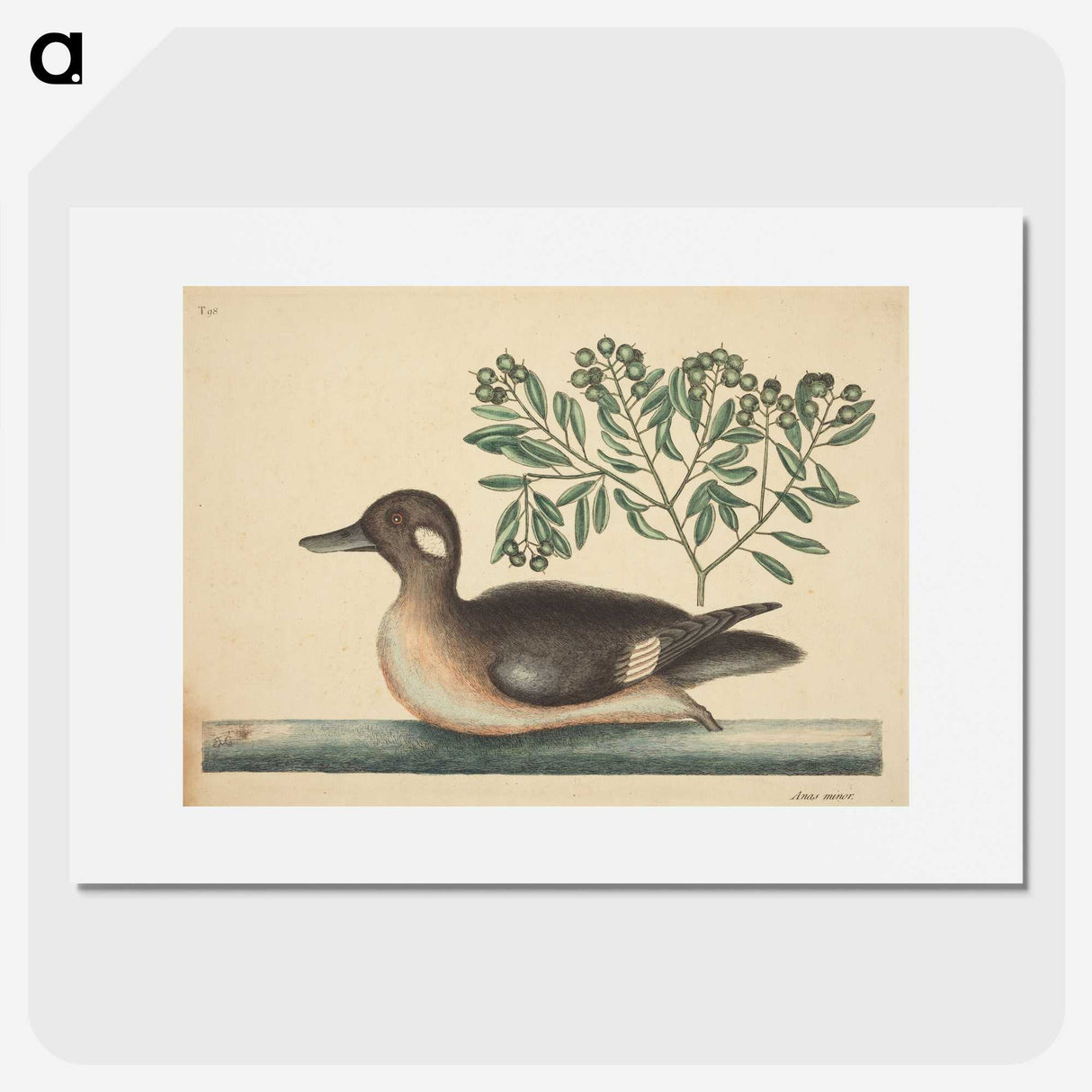 2-16_Mark-Catesby_picture