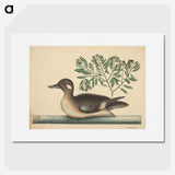 2-16_Mark-Catesby_picture
