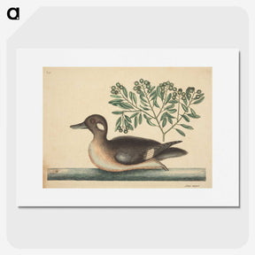 2-16_Mark-Catesby_picture
