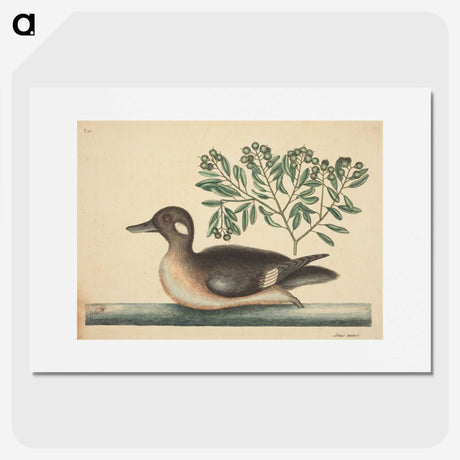 2-16_Mark-Catesby_picture