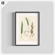 アートポスター-Rye Illustration
 - 薬用植物学 Poster.