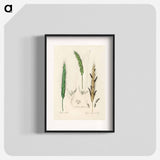 アートポスター-Rye Illustration
 - 薬用植物学 Poster.