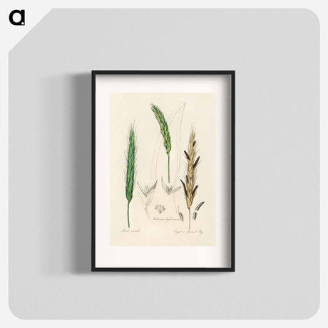 アートポスター-Rye Illustration
 - 薬用植物学 Poster.