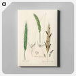 アートパネル-Rye Illustration
 - 薬用植物学 Canvas.