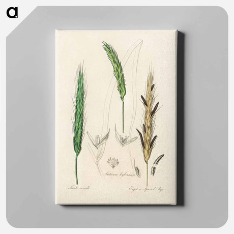 アートパネル-Rye Illustration
 - 薬用植物学 Canvas.