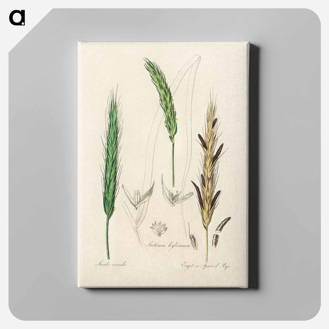 アートパネル-Rye Illustration
 - 薬用植物学 Canvas.