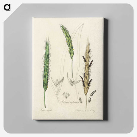 2-16_Medical-Botany_canvas