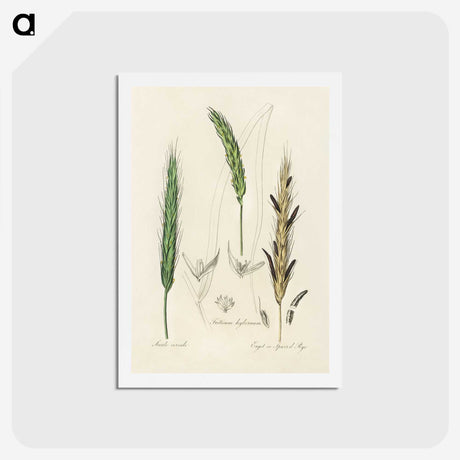 2-16_Medical-Botany_hagaki