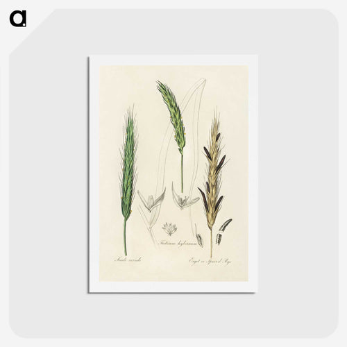 ライ麦の図 - 薬用植物学 Postcard.