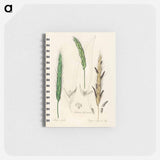 アートメモ帳-Rye Illustration
 - 薬用植物学 Memo.