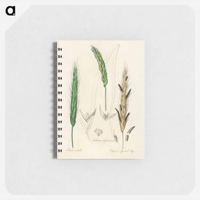 アートメモ帳-Rye Illustration
 - 薬用植物学 Memo.
