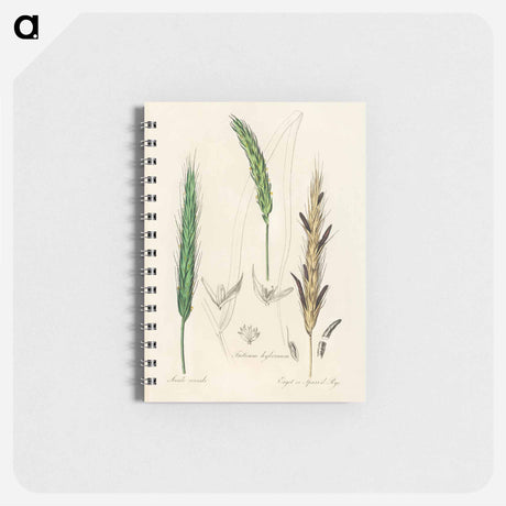 アートメモ帳-Rye Illustration
 - 薬用植物学 Memo.