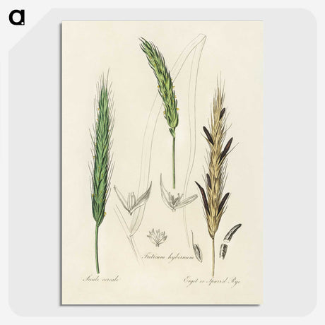 2-16_Medical-Botany_picture-crop
