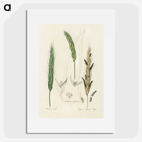2-16_Medical-Botany_picture