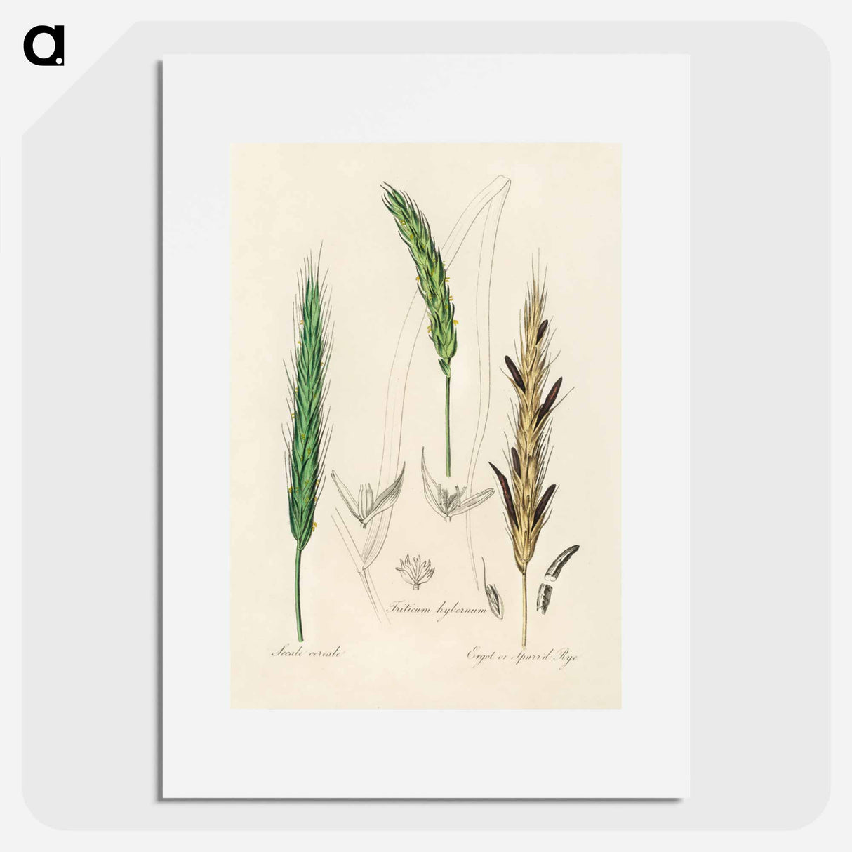 アートポスター-Rye Illustration
 - 薬用植物学 Poster.