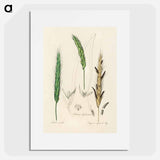 アートポスター-Rye Illustration
 - 薬用植物学 Poster.