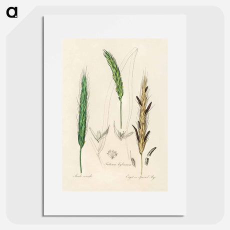 アートポスター-Rye Illustration
 - 薬用植物学 Poster.